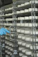 Fabrication du fromage - Pulvérisation de ferments microbiens sur les fromages frais avant affinage